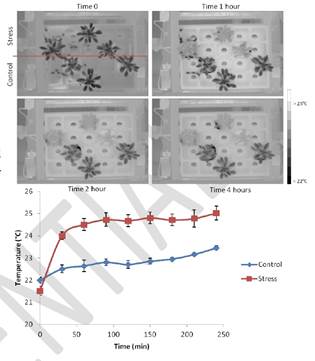 Macintosh HD:Users:changqingyu:Desktop:Ecotech-Suppliers:熒光技術(shù):PSI:Phenotyping:遺傳所:Thermal Imaging.jpg