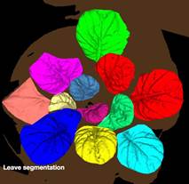 Macintosh HD:Users:changqingyu:Desktop:leaf segmentation.jpg